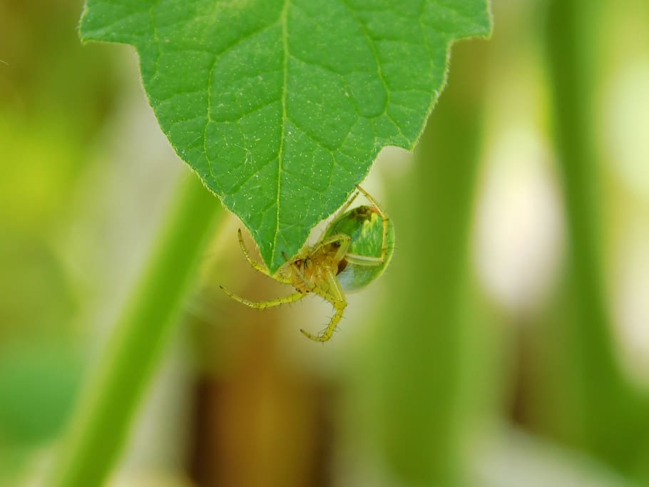 spider, insect, cobweb, arachnophobisch, arachnophobia, arachnid HD wallpaper