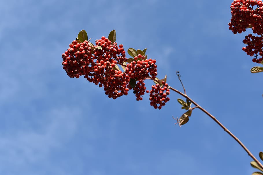 red berries, cotoneaster, plants, shrubs, nature, botany, fruit HD wallpaper