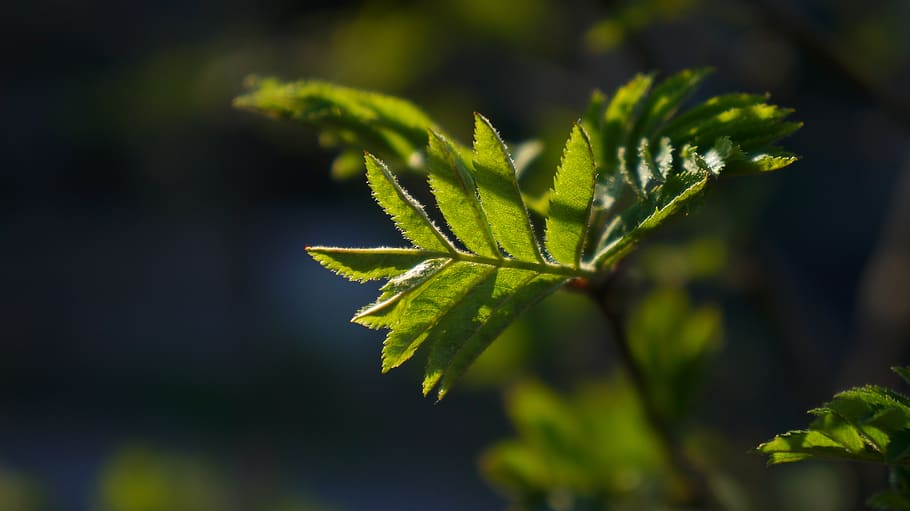 nature, plant, sprig, leaf, green, spring, black, green color HD wallpaper