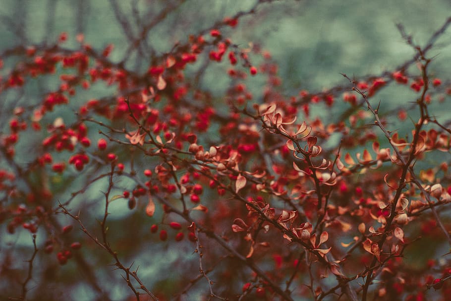 red leafed trees in selective focus photography, bush, flora HD wallpaper
