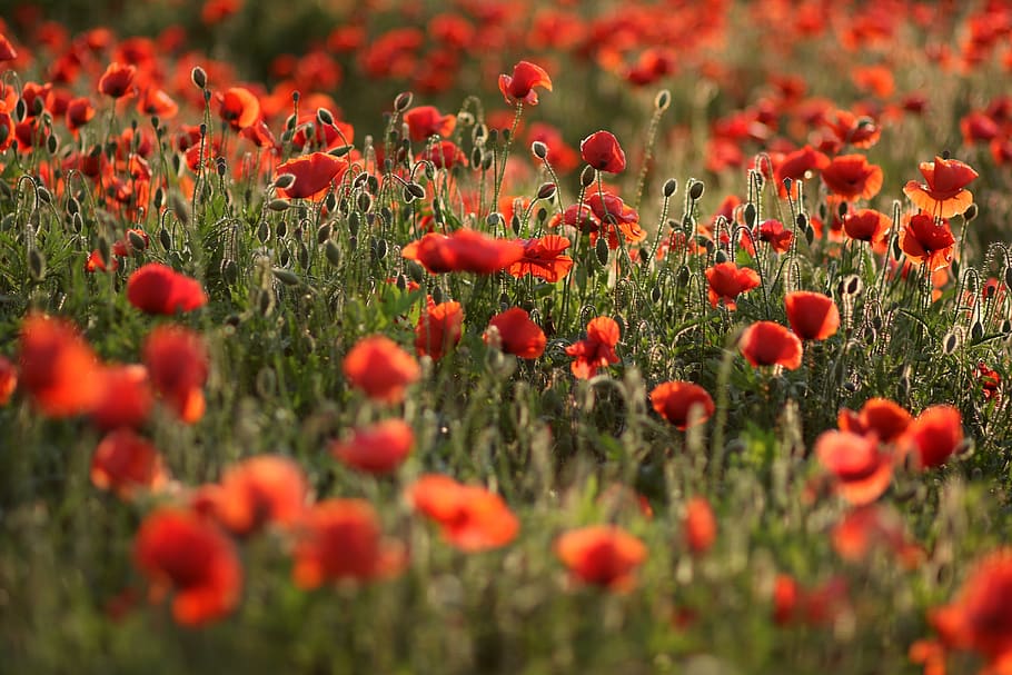 poppies, red, plain, flower, nature, plant, growth, flowering plant HD wallpaper