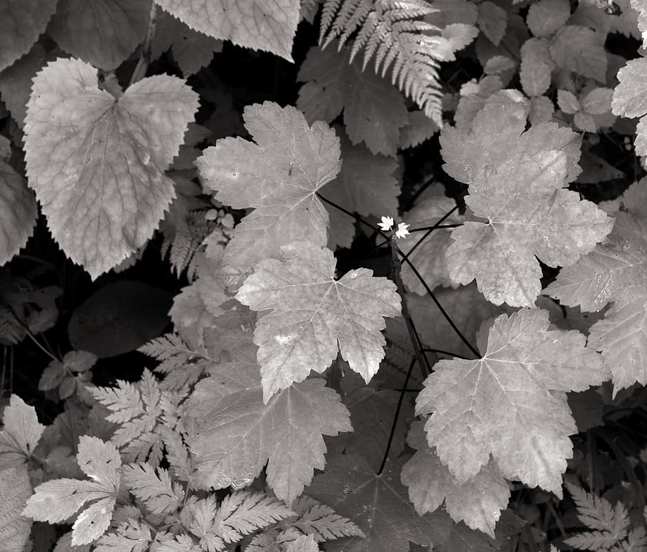 plant, leaf, tree, flower, blossom, maple leaf, veins, ground HD wallpaper