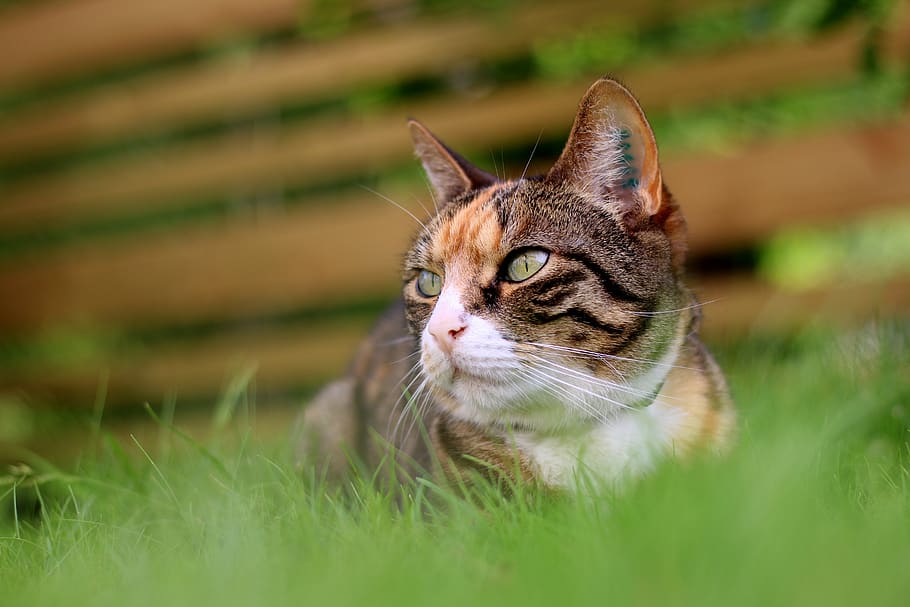 cat, rest, grass, garden, pets, cat face, face cat, domestic cat HD wallpaper