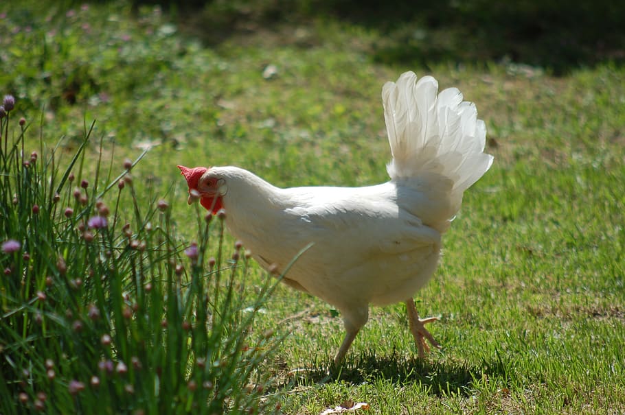hen, poultry, -range, plumage, chickens, outdoors, farm, animal HD wallpaper