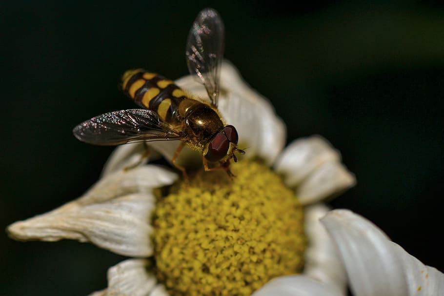 hover fly, wing, nature, close up, flight insect, animal themes HD wallpaper