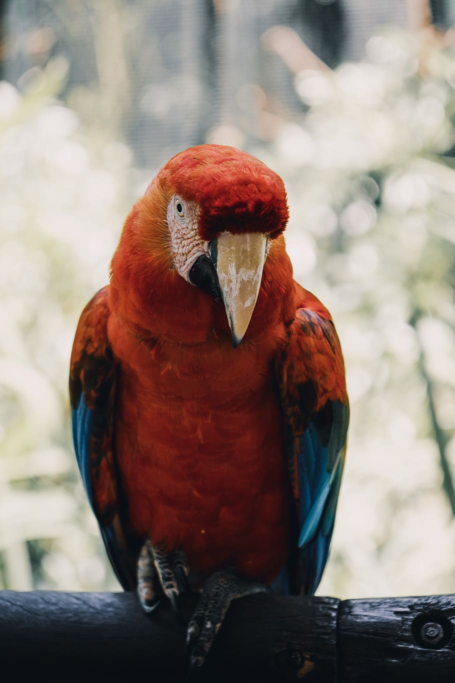 red and blue macaw, bird, vertebrate, animal, animal themes, animal wildlife HD wallpaper