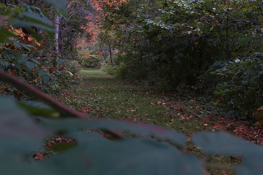nature, path, trail, autumn, fall, colors, orange, green, michigan HD wallpaper