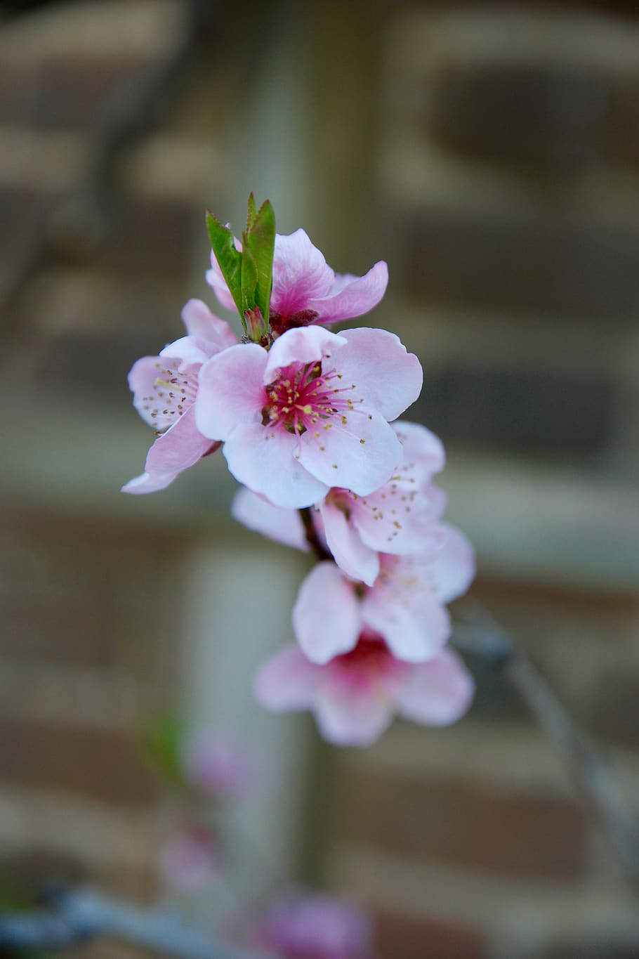 flowering plant, freshness, fragility, beauty in nature, vulnerability HD wallpaper