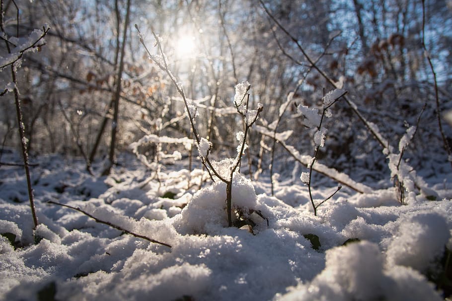winter, snow, cold, frost, tree, cold temperature, white color HD wallpaper