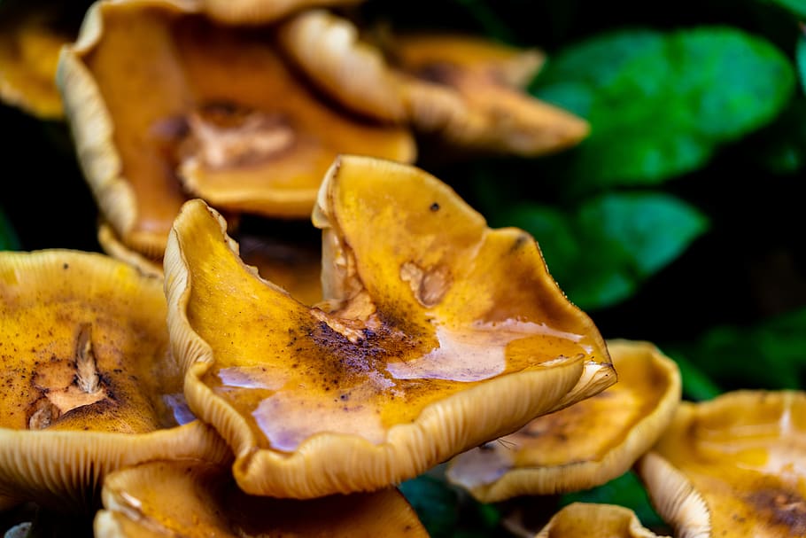 brown mushroom, yellow, close-up, food, fungus, vegetable, autumn HD wallpaper