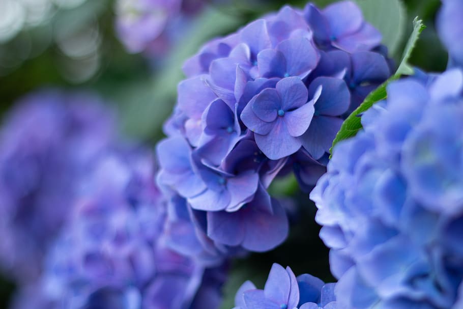 purple, hydrangea, flower, flowering plant, freshness, close-up, HD wallpaper