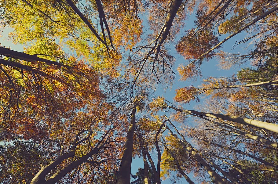 autumn, trees, fall, leaves, blue, sky, plant, low angle view HD wallpaper