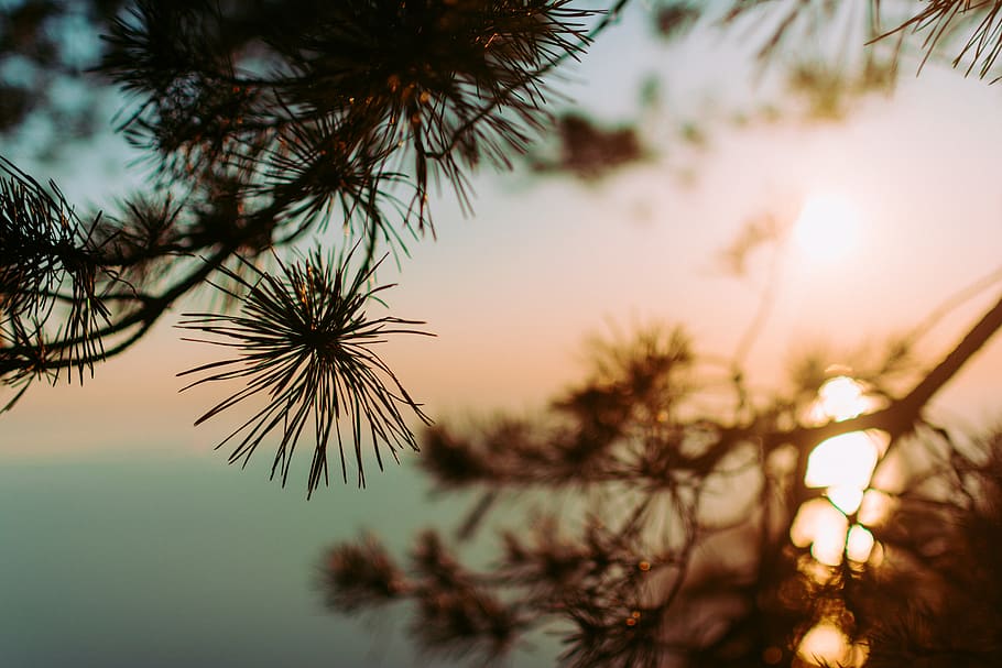 ukraine, trees, forest, sunset, green, plant, sky, beauty in nature HD wallpaper