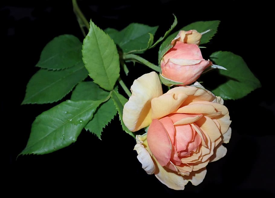 rose, flower, perfume, garden, nature, flowering plant, beauty in nature HD wallpaper