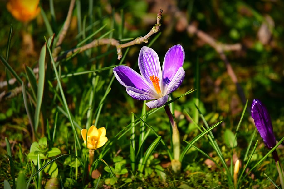 crocus, spring flower, petal, pistil, bloom, winter bloomer HD wallpaper