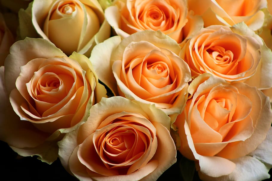 rose, pale, orange, pastel, roses, bloom, flower, roses flowers, HD wallpaper