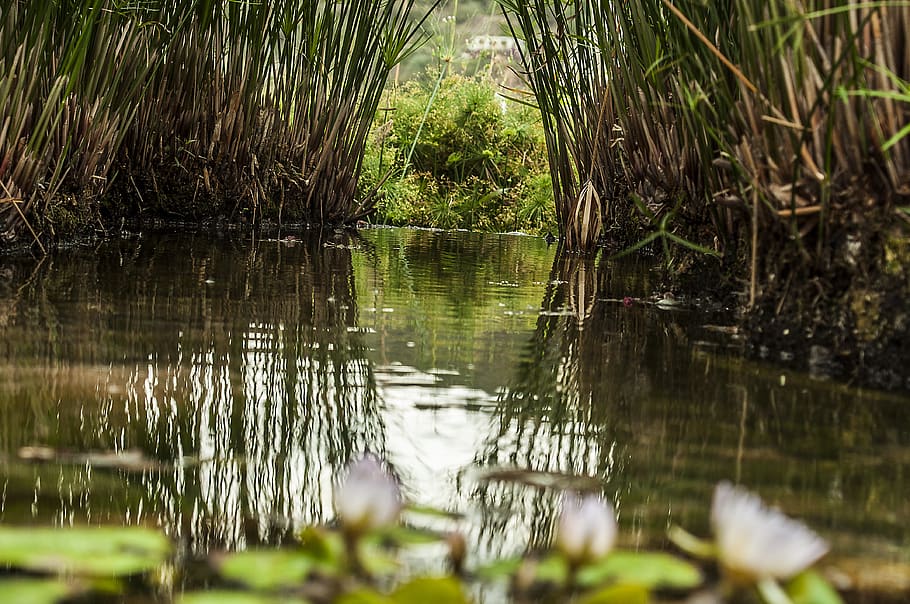 spring, water, green, plants, lifetime, nature, root, reflection HD wallpaper