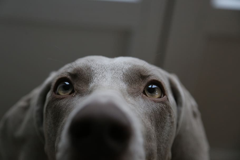 short-coated gray dog, one animal, animal themes, mammal, pets HD wallpaper
