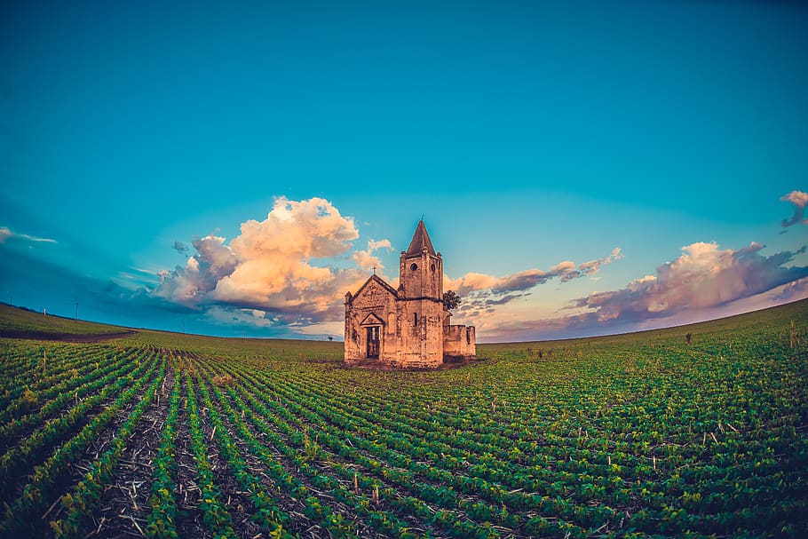 castle surrounded by green leafy vegetable, nature, outdoors HD wallpaper