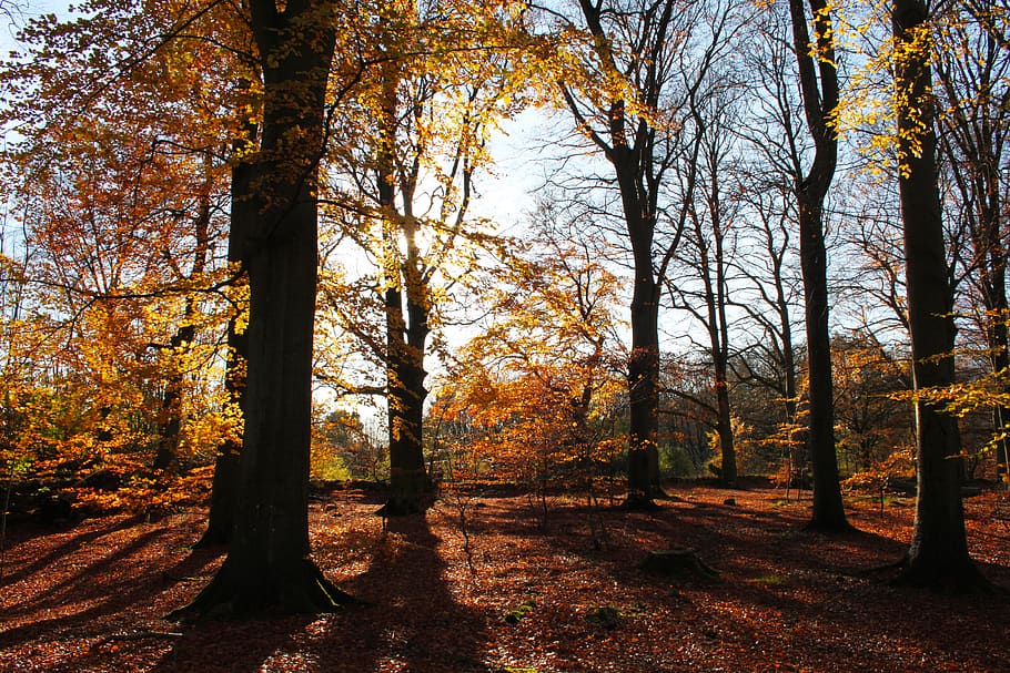 denmark, højbjerg, the thor forest, tree, orange, nature, moesgaard HD wallpaper