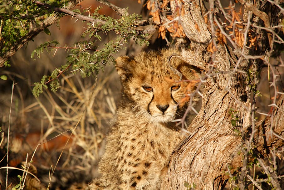 leopard, cheetah, wild, animal, fast, quick, speed, fierce HD wallpaper