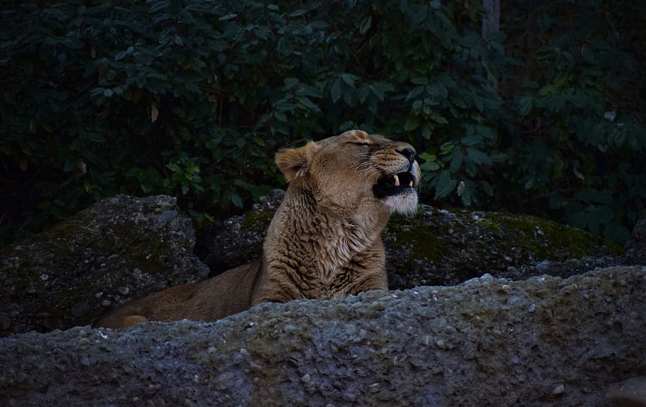 brown tiger on gray surface, wildlife, mammal, animal, lion, zoo HD wallpaper