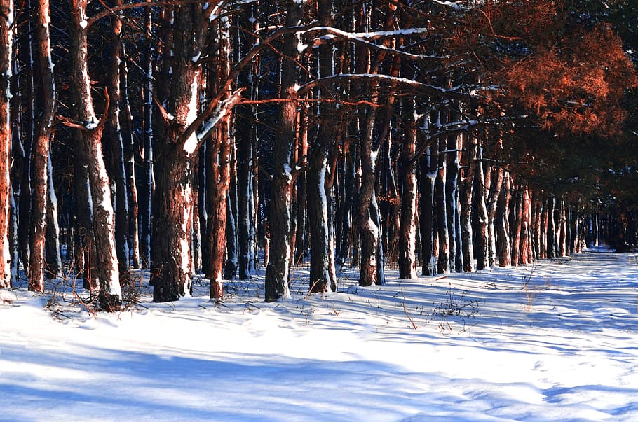 plant, tree, tree trunk, root, winter, snow, wood, pines, forest HD wallpaper