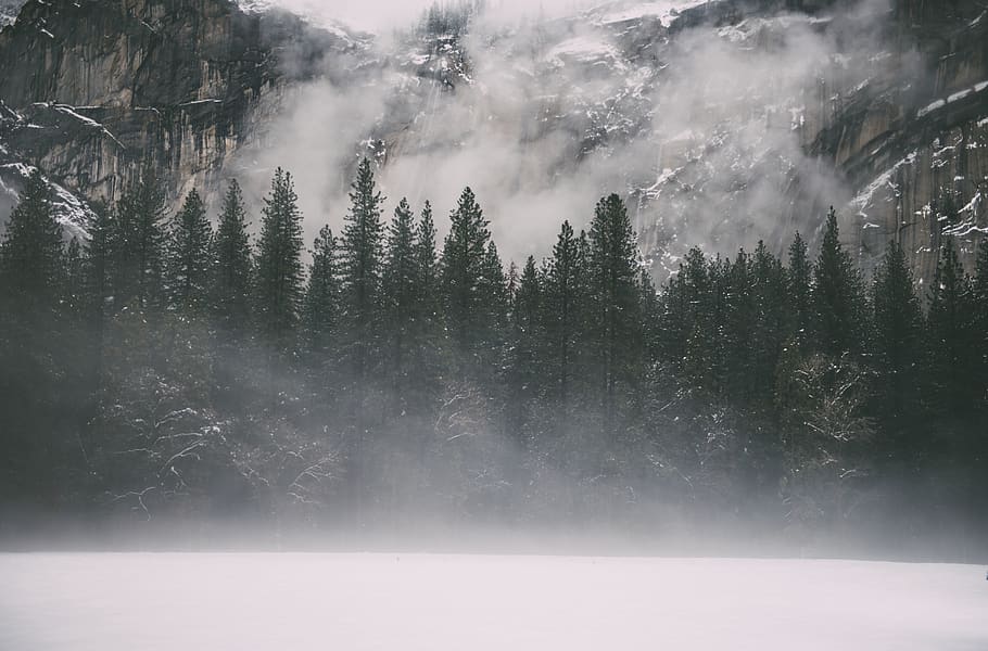 trees covered by fog, plant, beauty in nature, cold temperature HD wallpaper