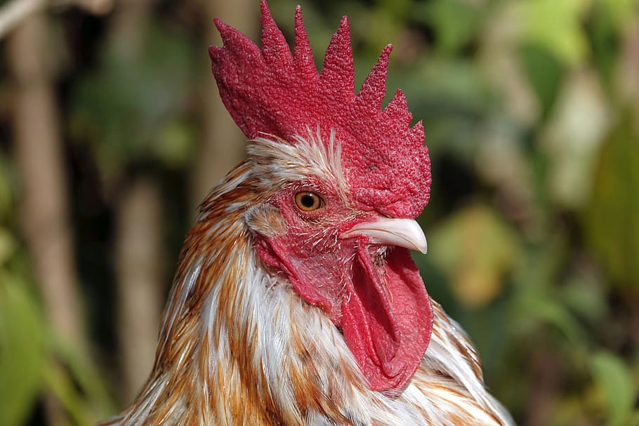hahn, cockscomb, rooster head, close up, portrait, gockel, poultry HD wallpaper