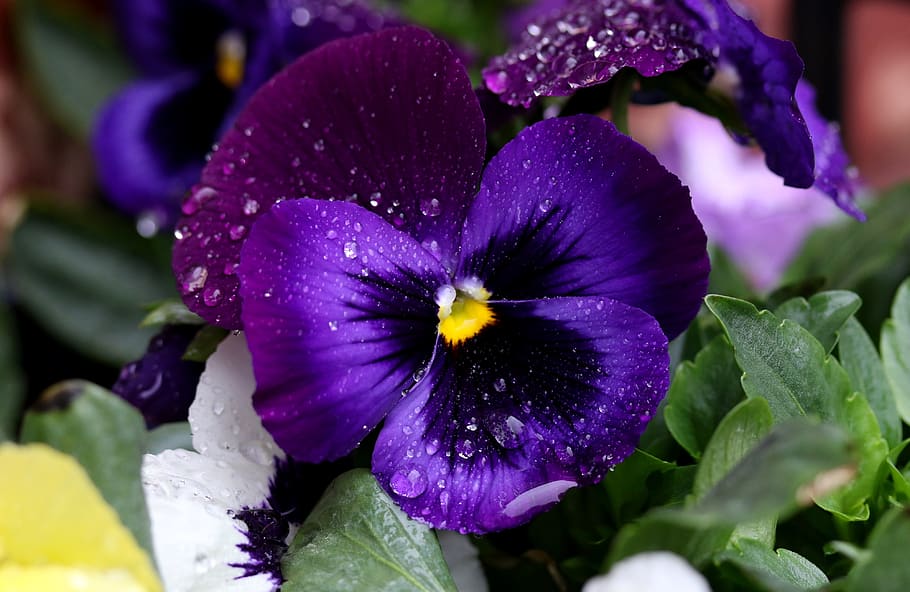 pansy, blue, flower, rain, wet, supplies, drops, flowering plant HD wallpaper