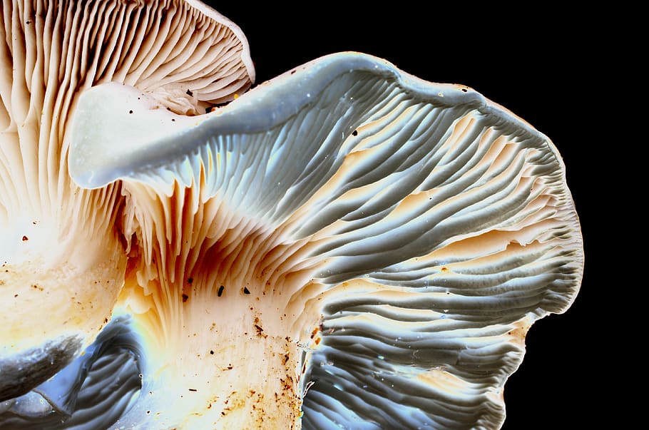 nature, mushroom, animal wildlife, animals in the wild, animal themes HD wallpaper