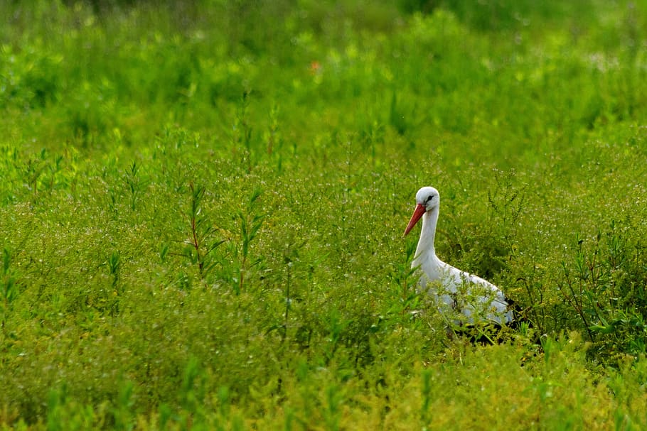 stork, green, nature, grass, bird, landscape, spring, natural HD wallpaper