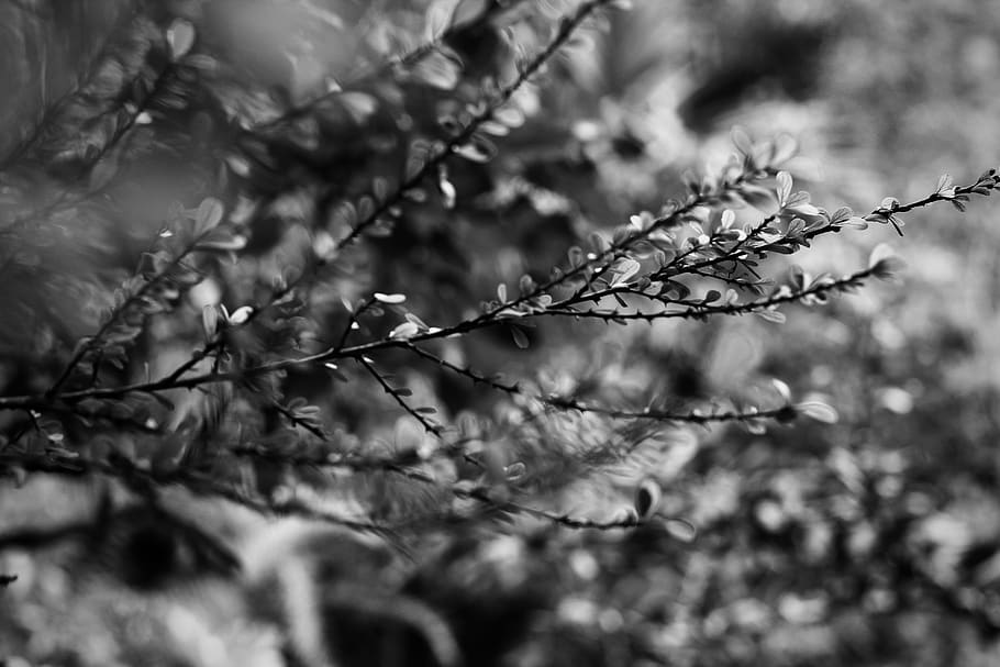 jamaica, montego bay, nature, plant, tree, branches, black and white, HD wallpaper