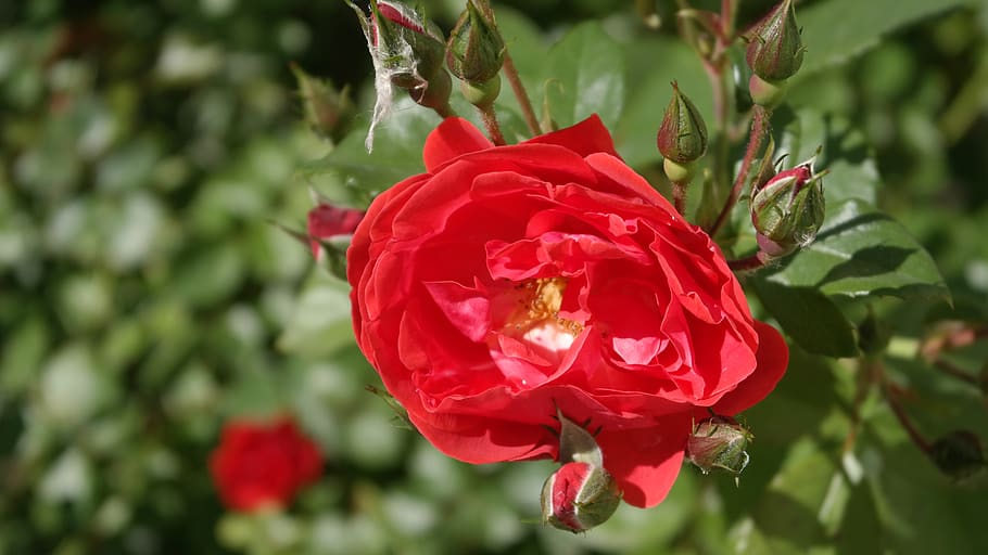 rose, garden, flower, bloom, love, nature, aroma, red, flora HD wallpaper