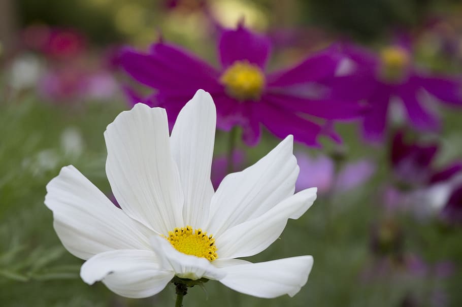 flower, white, focused, blurry background, flowering plant HD wallpaper