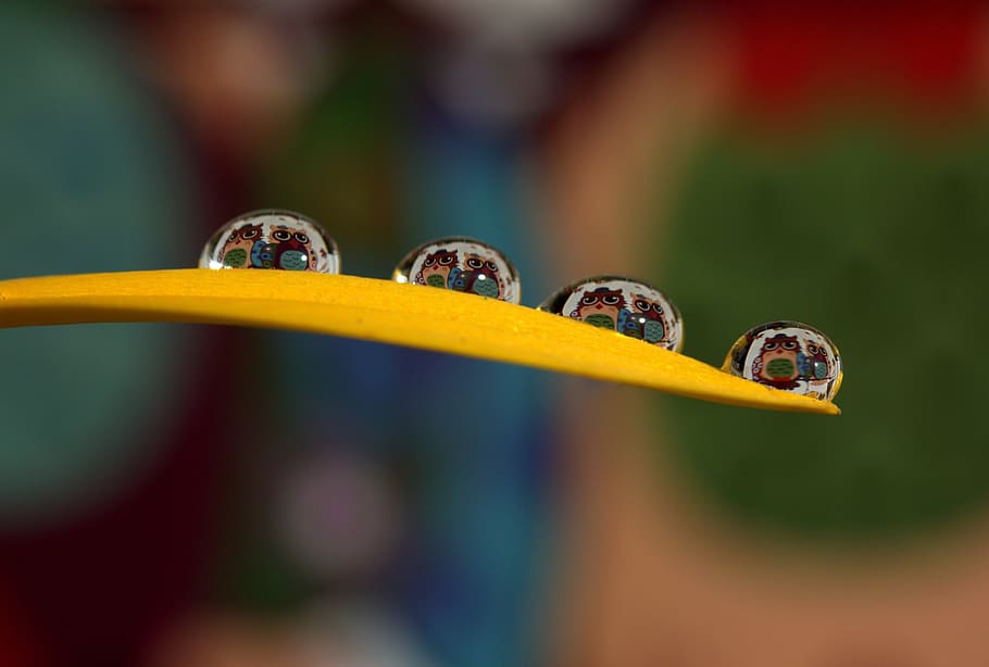 owl, drops, macro, refractive, petal, yellow, selective focus HD wallpaper