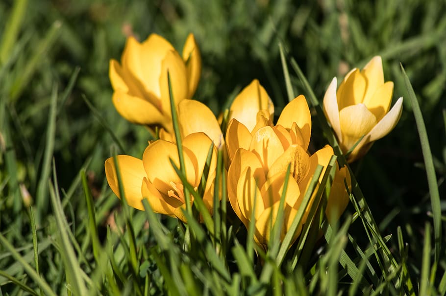 crocus, plant, flower, flora, nature, bloom, flowers, spring HD wallpaper