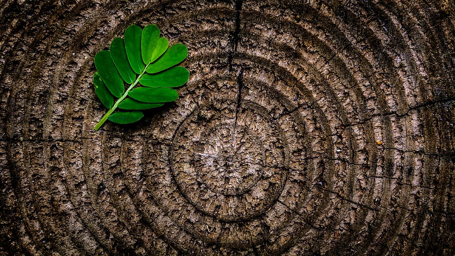 Green Leaf Plant on Brown Wooden Stump, art, flora, HD wallpaper, HD wallpaper
