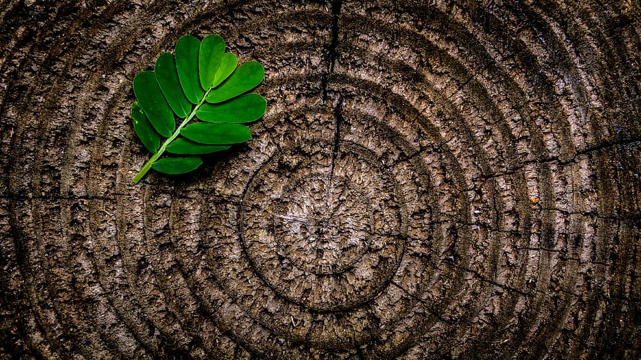 Green Leaf Plant on Brown Wooden Stump, art, flora, HD wallpaper HD wallpaper