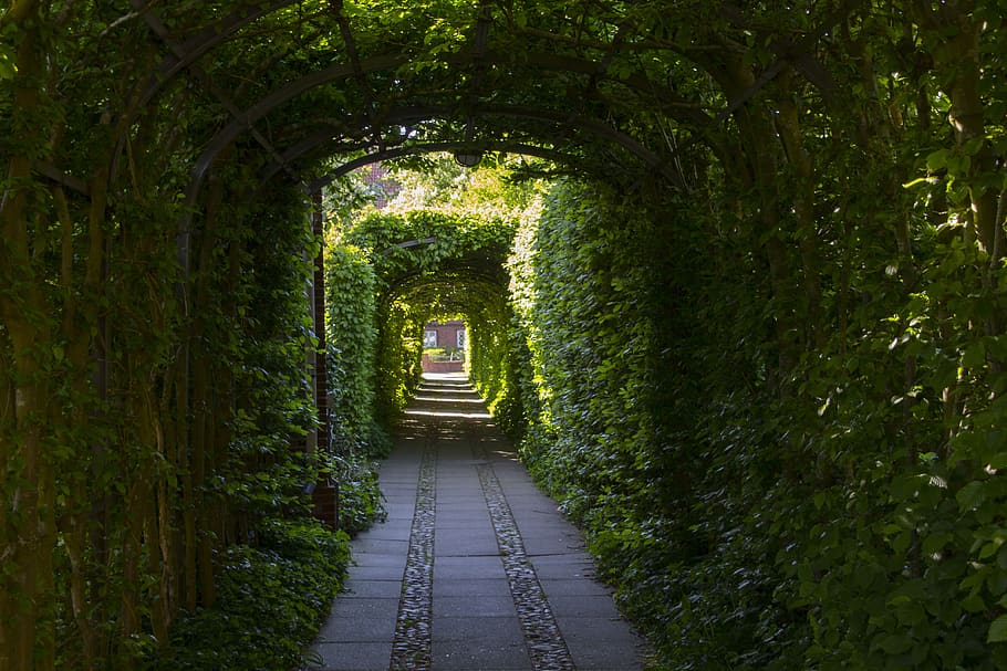 passage, goal, input, old, romantic, archway, green, plant HD wallpaper