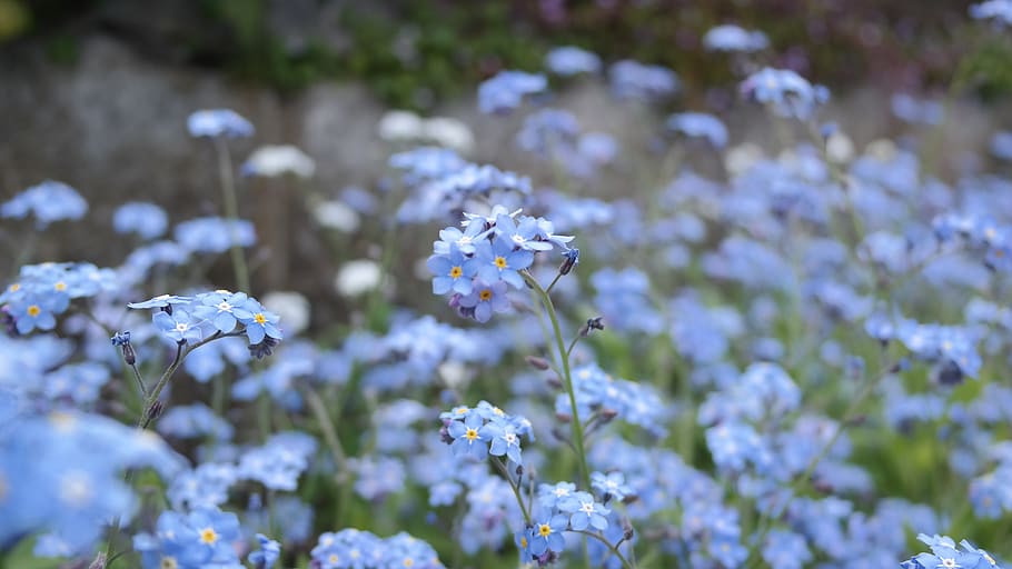 flower, blue, spring, flowers, petals, beautiful, fresh, flowering plant HD wallpaper