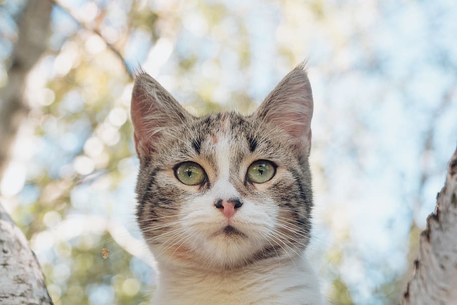 cat, pastel color, background, domestic, one animal, animal themes HD wallpaper