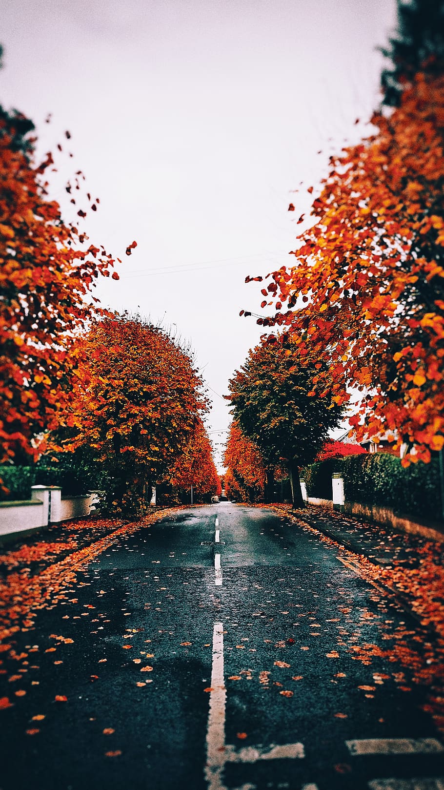 tree, plant, the way forward, road, autumn, direction, sky HD wallpaper