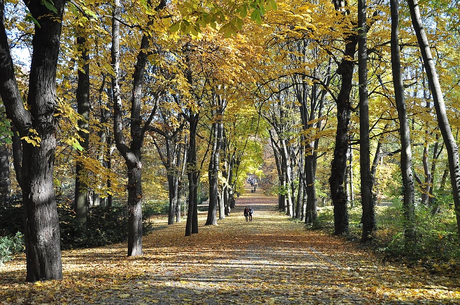 autumn, forest, nature, trees, landscape, plant, the way forward HD wallpaper