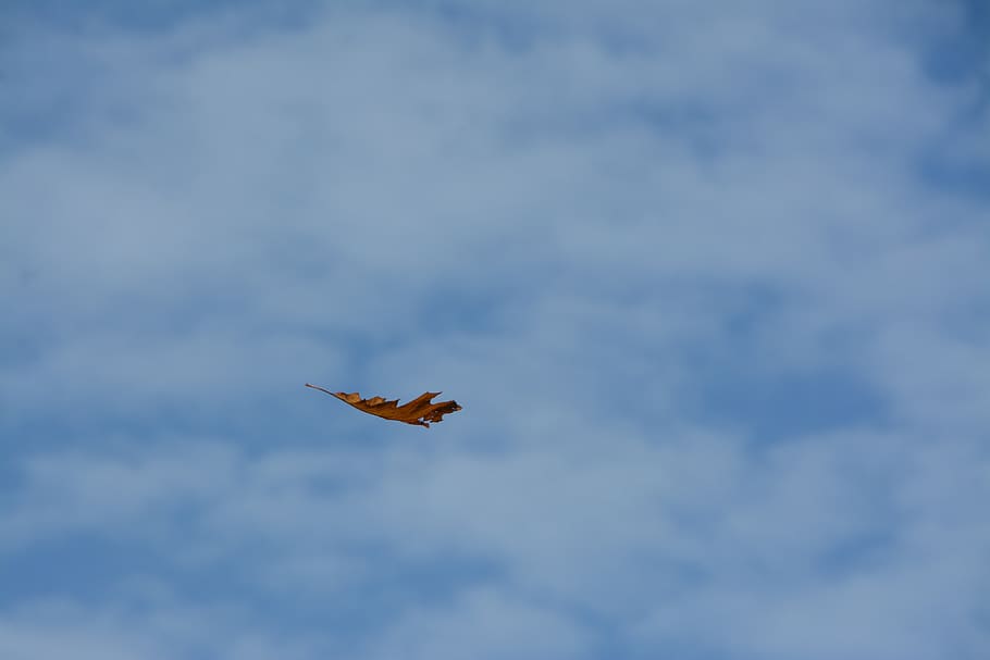 leaf, fall, sky, fly, nature, autumn, clouds, blue, season HD wallpaper