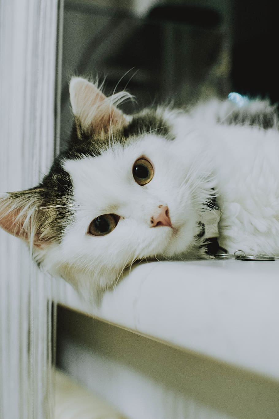 shallow focus photo of white and black cat, animal, pet, mammal, HD wallpaper