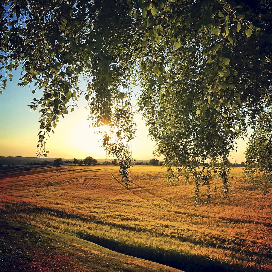 norway, tree, plant, landscape, tranquility, environment, tranquil scene HD wallpaper