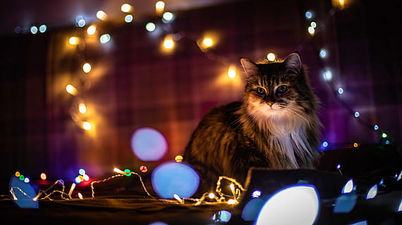 black cat near string lights, lighting, animal, mammal, pet, display HD wallpaper