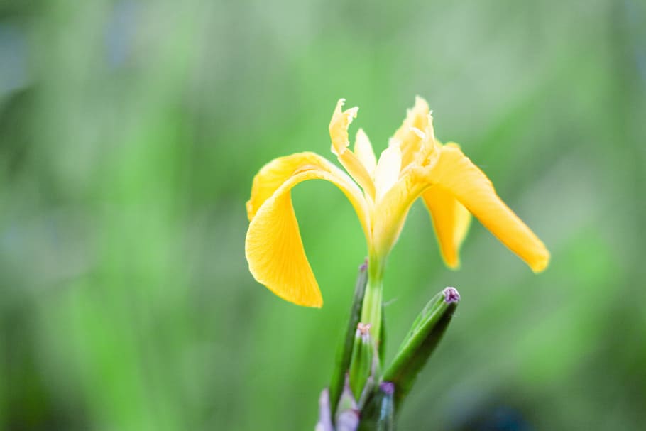 flower, con2011, nature, flowering plant, vulnerability, fragility HD wallpaper