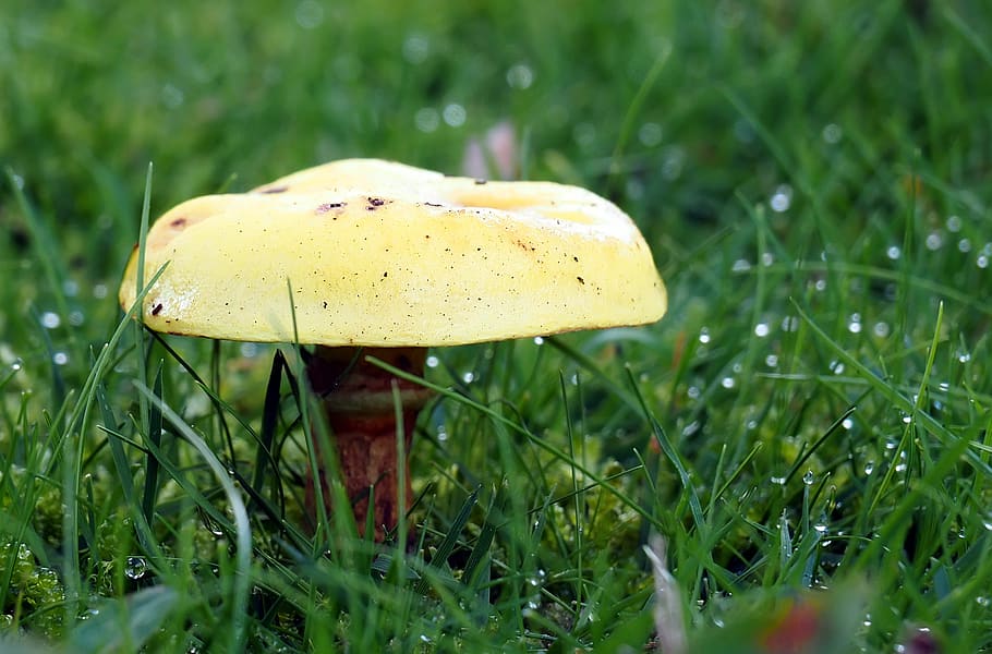 mushroom, plant, fungus, grass, growth, food, vegetable, land HD wallpaper